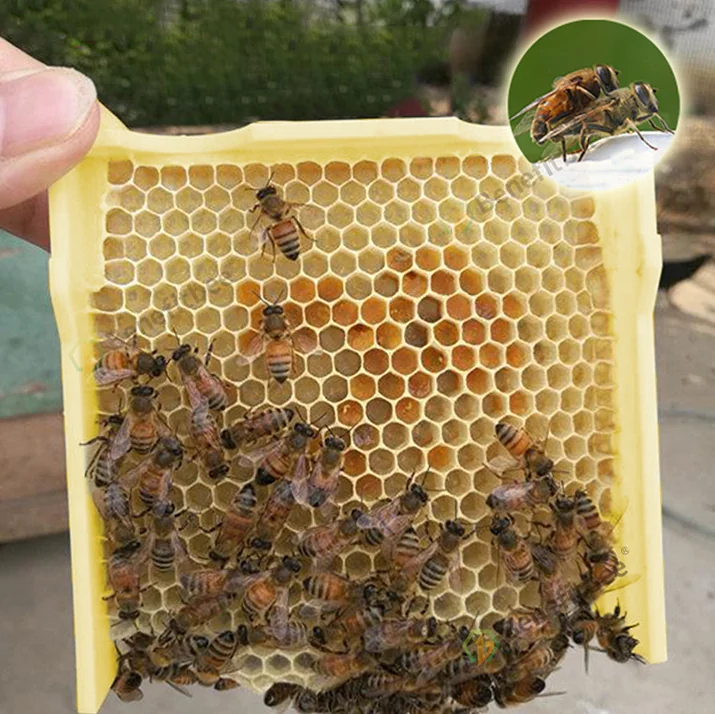 Plastic Mating Box - Image 2