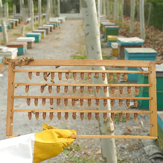 Queen Rearing Cell Cup - Image 4